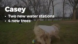 Dog Park Improvements