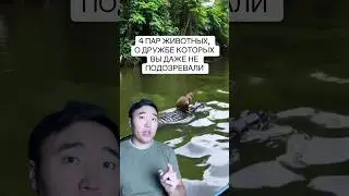 Животные, Которые Работают в Команде
