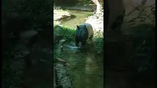 Malayan tapir at the Louisville zoo #animal #bringingthezootoyou #animals #zoo