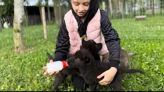 Девочку окружили волки🐺♥️ кормим с бутылочки и социализируем‼️