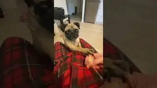 Pug Steals My Popcorn 🍿 #pug #pugpuppy #funnydogs