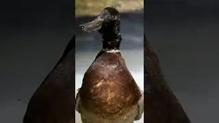 Yaban Hayatı Tanıtım Müzesi” bakım ve onarım çalışmalarının ardından yeniden hizmete açıldı. 🐻🦌🦡🦆