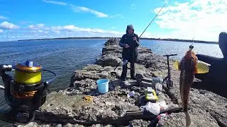 НАЛОВИЛИ ПО ВЕДРУ РЫБЫ! Вот это - РЫБАЛКА! Ловля бычка, бельдюги в Балтийском море. Vlad TV.