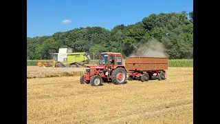[2023] Búza aratás {Mtz-82 Turbó & Mtz-820.4} *D.Deni*