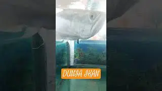 Dunia Ikan