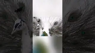 white peacock spreads its dazzling tail