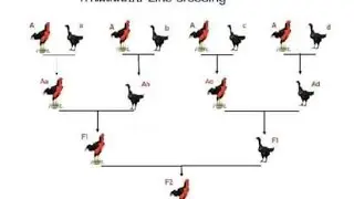ADVANTAGES AND DISADVANTAGES OF INBREED MARRIAGE
