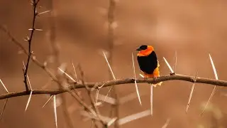 Top 5 Best Budget Lens For Bird Photography