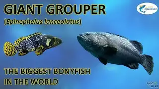 Giant Grouper: The biggest bonyfish which can eats a shark