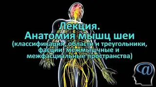 Анатомия мышц шеи. Фасции шеи. Треугольники шеи. Лекция. Анатомия человека