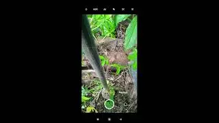 How to use CAD Stakeout feature in an Android Nuwa app.