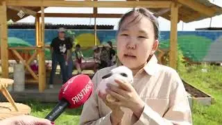 Тууга иҥнибит черепаха, Сося кролик туһунан