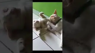 NENEN