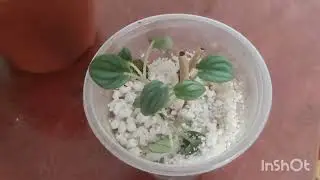 Мои любимые цветочки!!! Подарки к празднику!