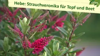 Hebe: Züchter arbeiten an winterharter Strauchveronika | MDR Garten | MDR