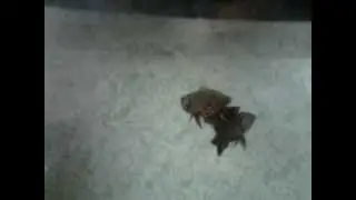 Наши Астрики :)