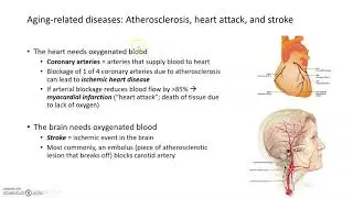 Age-related Disorders of the Cardiovascular System