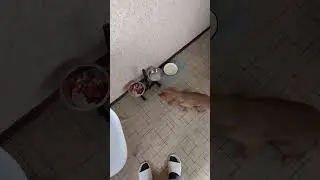 Новая миска для Луны )