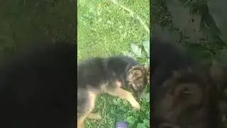 какаха😂🤎🤎