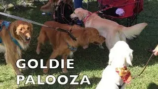 Golden Retriever Dogs Have Fun At