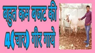 😱गीर गायें बिल्कुल सस्ते दामों में !! Gir Cow In Low Budget (9928787671)