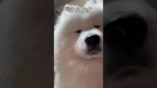 Life is short #youtube #puppy #samoyedpuppy #viral #samoyed #yt #fyp #viralshort #shortsfeed #short