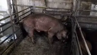 Хряк не может покрывать свинок, растянул задние лапы. Разъехались задние лапы у хряка.