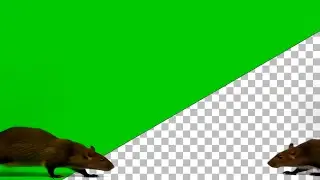 Halloween Creepy RAT Scuttle Green Screen VFX 🐀🤢 