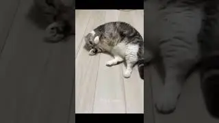 Приколы с котами! Смешная озвучка 
