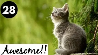 Animals are Awesome!!! #28