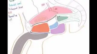 Internal Pudendal Artery and Pudendal Nerve