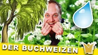 Der Buchweizen - Hans Christian Andersen
