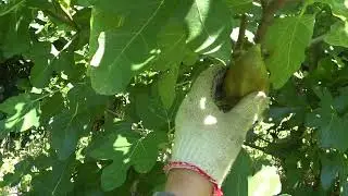 Fig, a giant and delicious breba.21