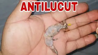 Cara Cangkuk Udang Kopek // KEMAS dan ANTILUCUT