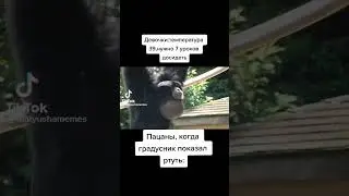 Жиза пацаны ? 🤣😂