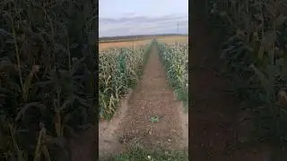 Фрезую міжряддя Цукрової кукурудзи