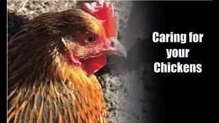 Just some chicken stuff