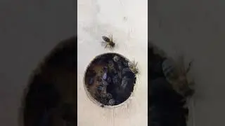Роевая мачта Соколова в действии)