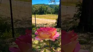 Southern Oregon Garden