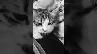 cats #beautiful #lovely #lol #funny