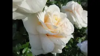 TOP 9 JAPANESE ROSES in my garden. 2021, Moscow region. (with names and characteristics)