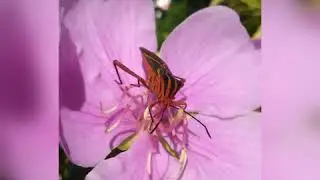 Fotos com moto g7 power