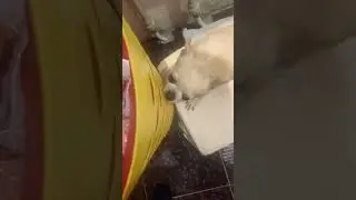 Весёлая собака ❤️‍🔥 