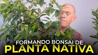BONSAI DE FIGUEIRA NATIVA | Ficus Organensis 1 - Vídeo 1