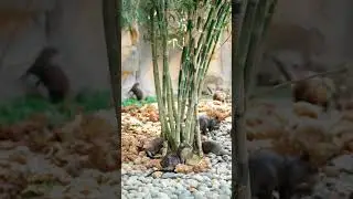 Adorable Animals 😍 // Cutest Animal Video // 😆 Funny Animals