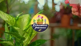 🪴 Маранта ▶ Кімнатні рослини 6 Серія ▶ 6соток