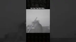 Rat Trips Trap With Stick