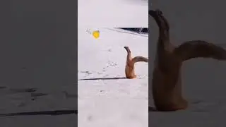 Как охотится лиса в природе и дома. До конца😁.  #лиса #охота #юмор