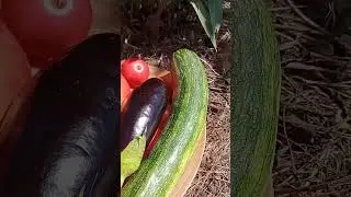 Собираем помидоры