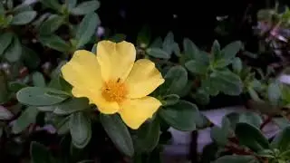 #nature #maditation music relaxing